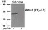 Western blot analysis of extracts from COS7 cells treated with EGF using Phospho-CDK5 (Tyr15) Antibody. The lane on the right is treated with the antigen-specific peptide.