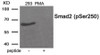 Western blot analysis of extracts from 293 cells treated with PMA using Phospho-Smad2 (Ser250) Antibody. The lane on the right is treated with the antigen-specific peptide.