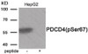 Western blot analysis of extracts from HepG2 tissue using Phospho-PDCD4 (Ser67) Antibody. The lane on the right is treated with the antigen-specific peptide.