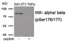 Western blot analysis of extracts from NIH-3T3 cells treated with TNF using IKK- alpha/ beta (Phospho-Ser176/177) Antibody. The lane on the right is treated with the antigen-specific peptide.
