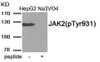 Western blot analysis of extracts from HepG2 cells treated with Na3VO4 using JAK2 (Phospho-Tyr931) Antibody. The lane on the right is treated with the antigen-specific peptide.