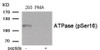 Western blot analysis of extracts from 293 cells treated with PMA using Phospho-ATPase (Ser16) Antibody. The lane on the right is treated with the antigen-specific peptide.