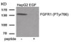 Western blot analysis of extracts from HepG2 cells treated with EGF using Phospho-FGFR1 (Tyr766) Antibody. The lane on the right is treated with the antigen-specific peptide.