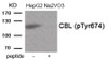 Western blot analysis of extracts from HepG2 cells treated with Na2VO3 using Phospho-CBL (Tyr674) Antibody. The lane on the right is treated with the antigen-specific peptide.