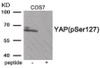 Western blot analysis of extracts from COS7 tissue using YAP (Phospho-Ser127) Antibody. The lane on the right is treated with the antigen-specific peptide.