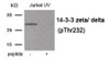 Western blot analysis of extracts from Jurkat cells treated with UV using Phospho-14-3-3 zeta/ delta (Thr232) Antibody. The lane on the right is treated with the antigen-specific peptide.