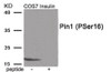 Western blot analysis of extracts from COS7 cells treated with Insulin using Phospho-Pin1 (Ser16) Antibody. The lane on the right is treated with the antigen-specific peptide.