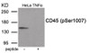 Western blot analysis of extracts from HeLa cells treated with TNF using Phospho-CD45 (Ser1007) Antibody. The lane on the right is treated with the antigen-specific peptide.