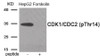 Western blot analysis of extracts from HepG2 cells treated with Forskolin using Phospho-CDK1/CDC2 (Thr14) Antibody. The lane on the right is treated with the antigen-specific peptide.