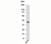 Western blot testing of human samples with EDG1 antibody at 4ug/ml.