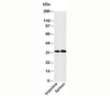 Western blot testing of human samples with CLEC1 antibody at 2ug/ml.