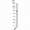 Western blot testing of mouse samples with OTUD5 antibody at 4ug/ml.