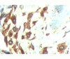 IHC testing of FFPE human breast tissue with ATF6 antibody at 5ug/ml.