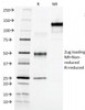 SDS-PAGE Analysis of Purified, BSA-Free AFP Antibody (clone C3) . Confirmation of Integrity and Purity of the Antibody.