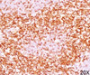 IHC testing of human tonsil (10X) stained with CD6 antibody (C6/372) .