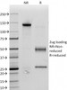 SDS-PAGE Analysis of Purified, BSA-Free CD34 Antibody (clone ICO-115) . Confirmation of Integrity and Purity of the Antibody.