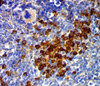 IHC testing of mouse spleen stained with CD63 antibody (MX49.129.5) .