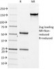 SDS-PAGE Analysis of Purified, BSA-Free Cdc20 Antibody (clone AR12) . Confirmation of Integrity and Purity of the Antibody.
