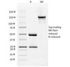 SDS-PAGE Analysis of Purified, BSA-Free VEGFR1 Antibody (clone FLT1/658) . Confirmation of Integrity and Purity of the Antibody.