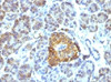 IHC testing of FFPE pancreas tissue with HSP60 antibody