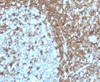 IHC analysis of FFPE human tonsil with CD50 antibody (clone 186-2G9) .