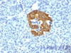 IHC testing of human pancreas stained with Insulin antibody (2D11-H5) . Note cytoplasmic staining of cells.