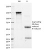 SDS-PAGE Analysis of Purified, BSA-Free CD11a Antibody (clone CRIS-3) . Confirmation of Integrity and Purity of the Antibody.