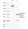 SDS-PAGE Analysis of Purified, BSA-Free Integrin Beta-4 Antibody (clone UM-A9) . Confirmation of Integrity and Purity of the Antibody.