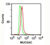 Intracellular flow cytometry staining of A549 cells using MUC5AC antibody (red) and isotype control (green) .