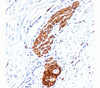 IHC testing of human colon ganglion stained with NCAM antibody (123C3.D5)