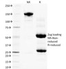 SDS-PAGE Analysis of Purified, BSA-Free PLGF Antibody (clone PLGF94) . Confirmation of Integrity and Purity of the Antibody.