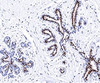 IHC testing of normal human breast stained with Progesterone receptor antibody (PR501) .