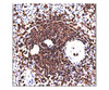 IHC staining of FFPE human spleen with CD45RA antibody (clone 158-4D3) . HIER: steam section in pH6 citrate buffer for 20 min and allow to cool prior to staining.
