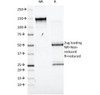 SDS-PAGE Analysis of Purified, BSA-Free CD98 Antibody (clone UM7F8) . Confirmation of Integrity and Purity of the Antibody.