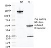 SDS-PAGE Analysis of Purified, BSA-Free Transferrin Receptor Antibody (clone 66IG10) . Confirmation of Integrity and Purity of the Antibody.