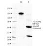 SDS-PAGE Analysis of Purified, BSA-Free Eosinophil Peroxidase Antibody (clone EPO104) . Confirmation of Integrity and Purity of the Antibody.