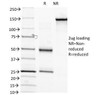 SDS-PAGE Analysis of Purified, BSA-Free Biotin Antibody (clone Hyb-8) . Confirmation of Integrity and Purity of the Antibody.