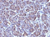 Formalin-fixed, paraffin-embedded human pancreas stained with Golgi antibody