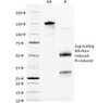 SDS-PAGE Analysis of Purified, BSA-Free Granulocyte Marker Antibody (clone BM-2) . Confirmation of Integrity and Purity of the Antibody.