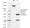 SDS-PAGE Analysis of Purified, BSA-Free Hep Par 1 Antibody (clone OCH1E5) . Confirmation of Integrity and Purity of the Antibody.