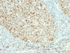 IHC testing of FFPE human tonsil with Mitochondria antibody
