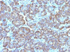 IHC testing of FFPE human pancreas with Mitochondria antibody