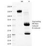 SDS-PAGE Analysis of Purified, BSA-Free Nuclear Membrane Marker Antibody (clone NM97) . Confirmation of Integrity and Purity of the Antibody.