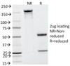SDS-PAGE Analysis of Purified, BSA-Free PSA Antibody (KLK3/801) . Confirmation of Integrity and Purity of the Antibody.
