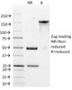SDS-PAGE Analysis of Purified, BSA-Free HER-2 Antibody (clone ERB2/776) . Confirmation of Integrity and Purity of the Antibody.