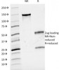 SDS-PAGE Analysis of Purified, BSA-Free CD3 Antibody (clone B-B12) . Confirmation of Integrity and Purity of the Antibody.