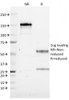 SDS-PAGE Analysis of Purified, BSA-Free CD19 Antibody (clone CVID3/155) . Confirmation of Integrity and Purity of the Antibody.