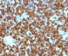 IHC test of FFPE human tonsil probed with CD45RA antibody