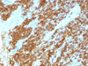 IHC test of FFPE human tonsil probed with CD45RA antibody