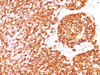 IHC test of FFPE human tonsil probed with CD45RB antibody